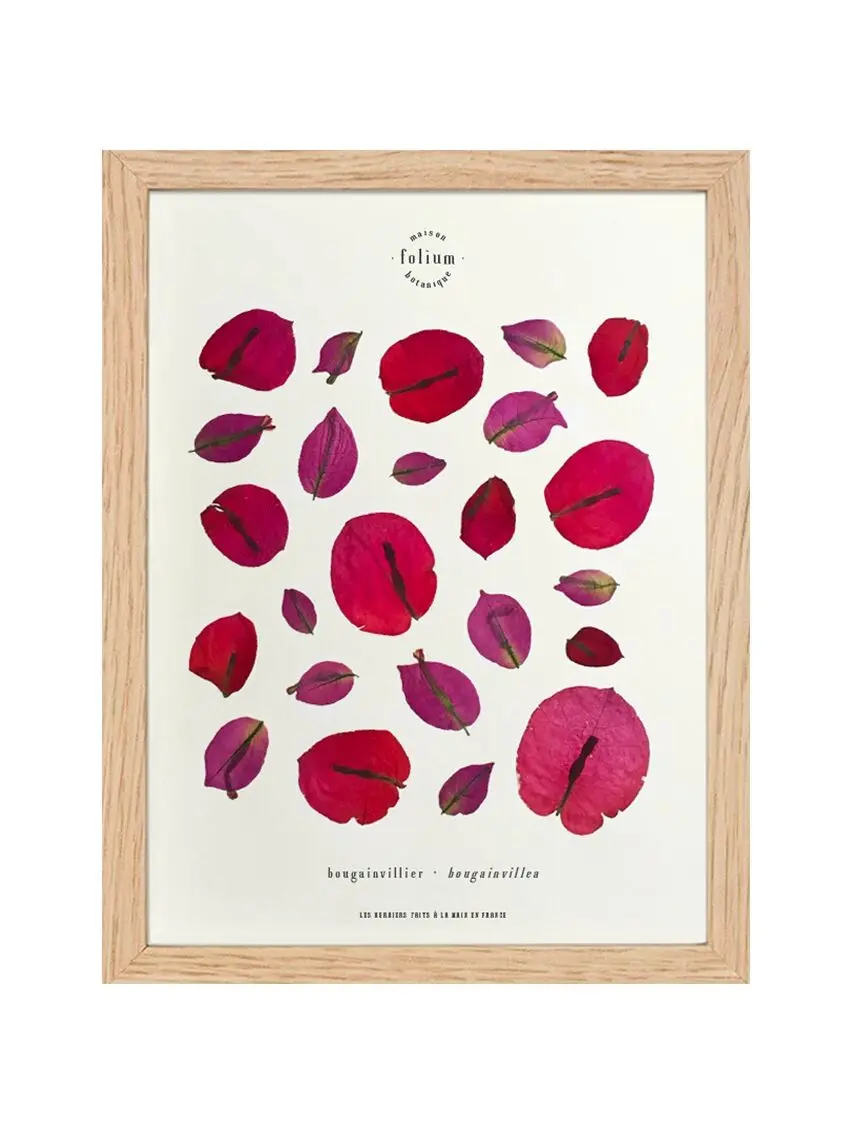 n°22 · The Bougainvillea