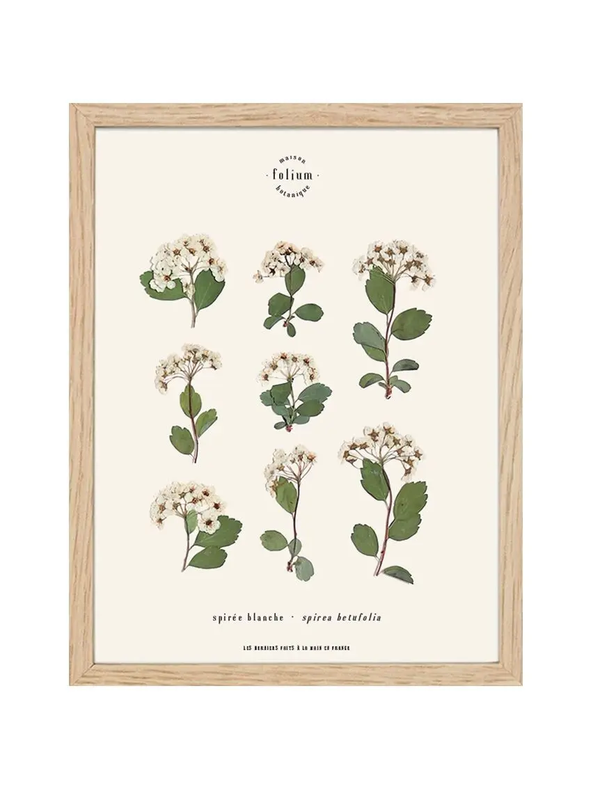 n°30 · Spirea