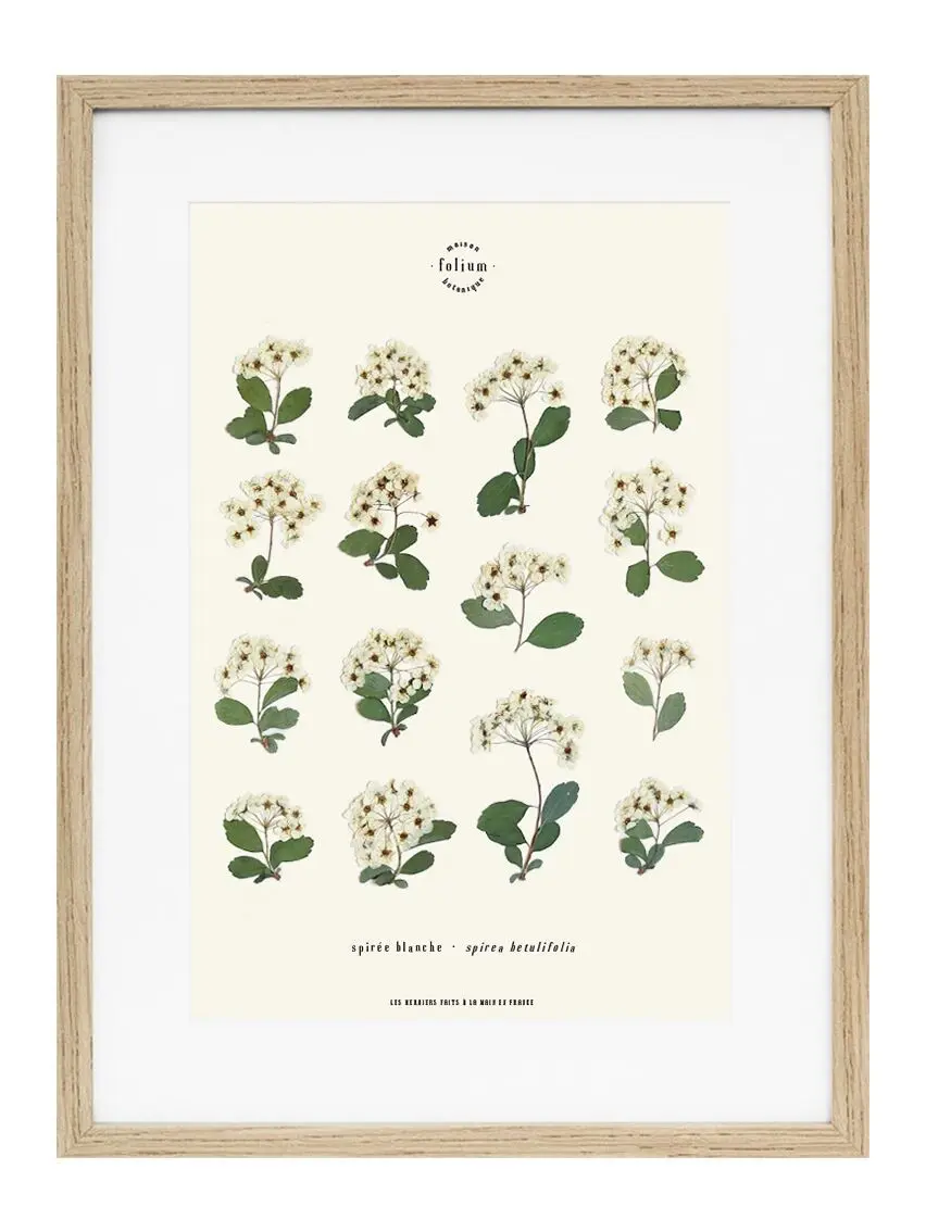 n°32 · Spirea