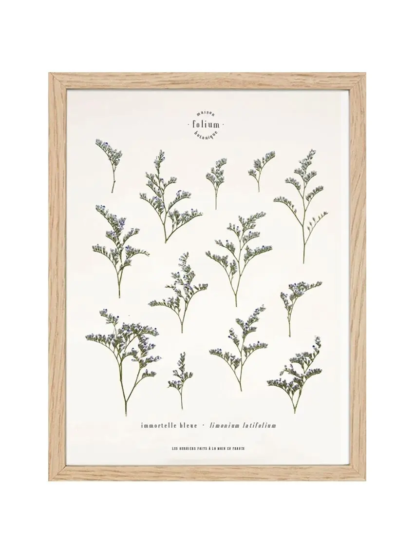 n°38 · The Immortelle