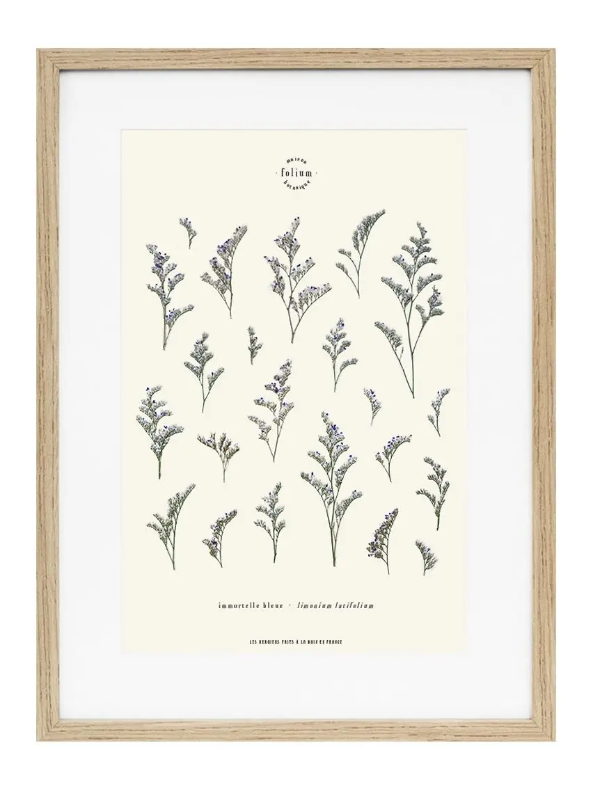n°40 · The Immortelle