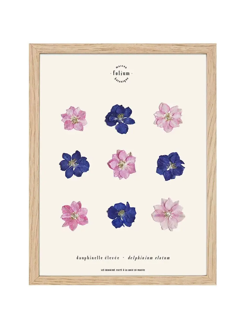 n°44 · The Dauphinelle duo