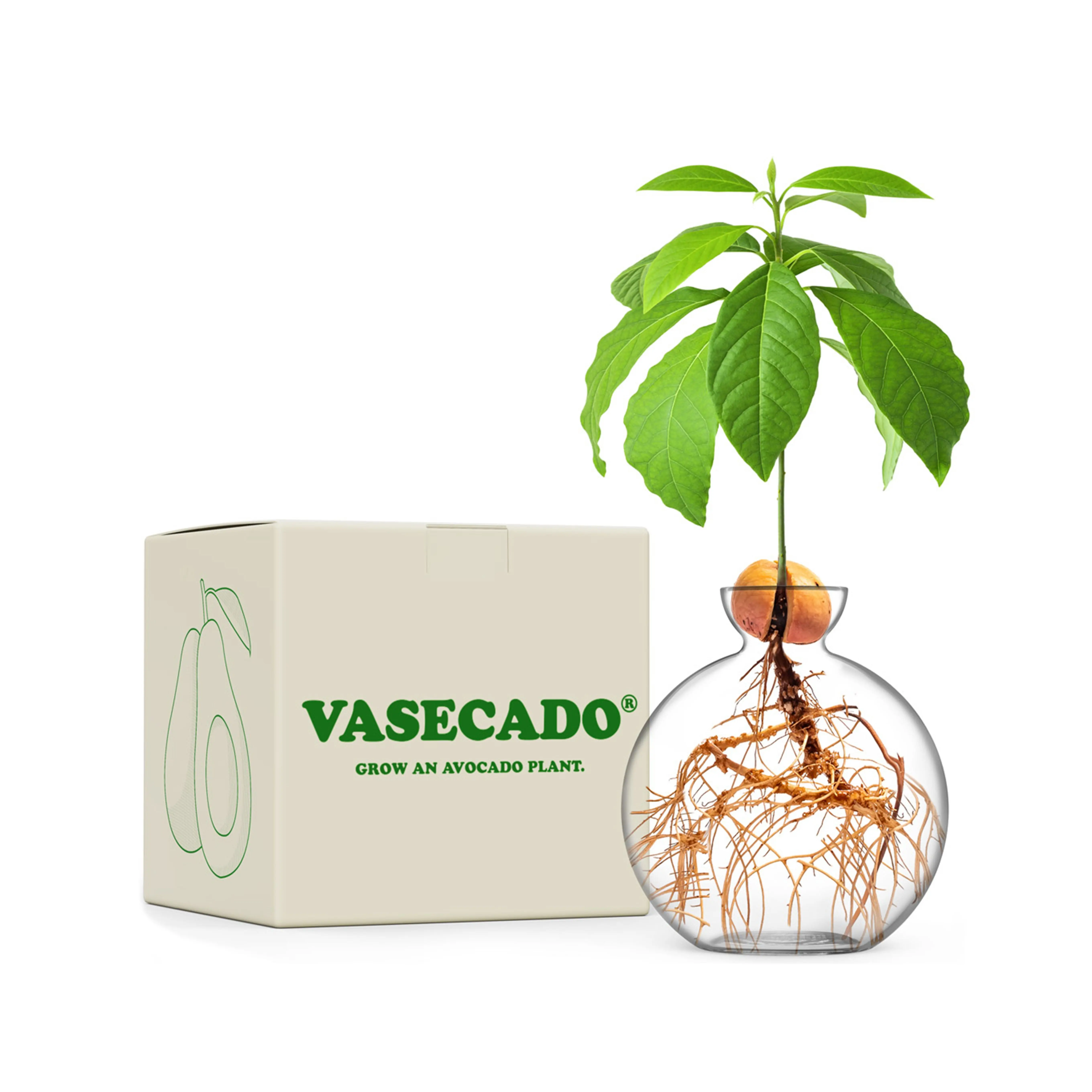 Vasecado® Grow an Avocado Plant, Hand-Blown Clear Glass Vase