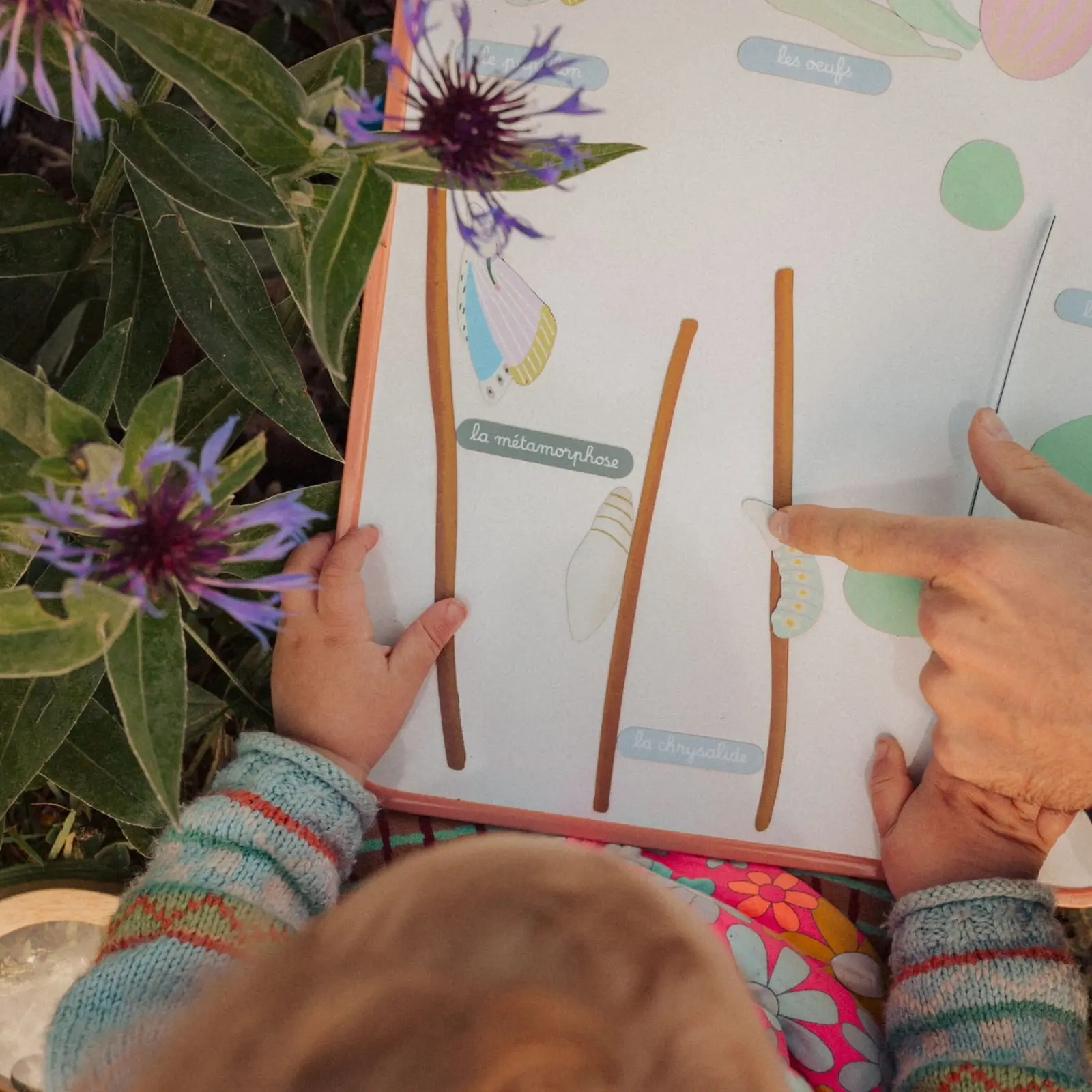 jeu magnétique Le Cycle du Papillon