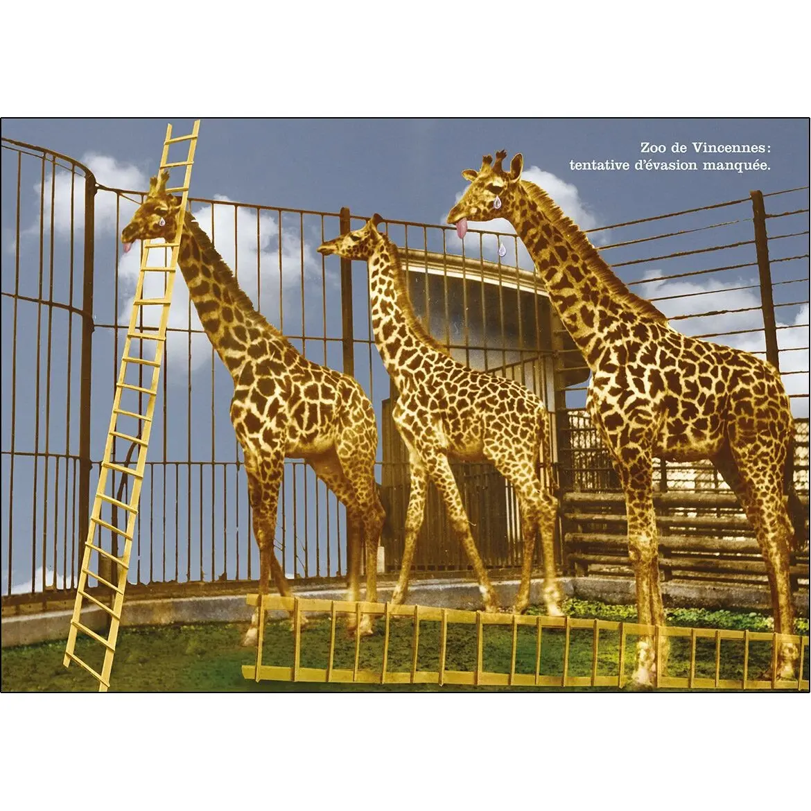 Postcard - Vincennes Zoo: failed escape attempt.