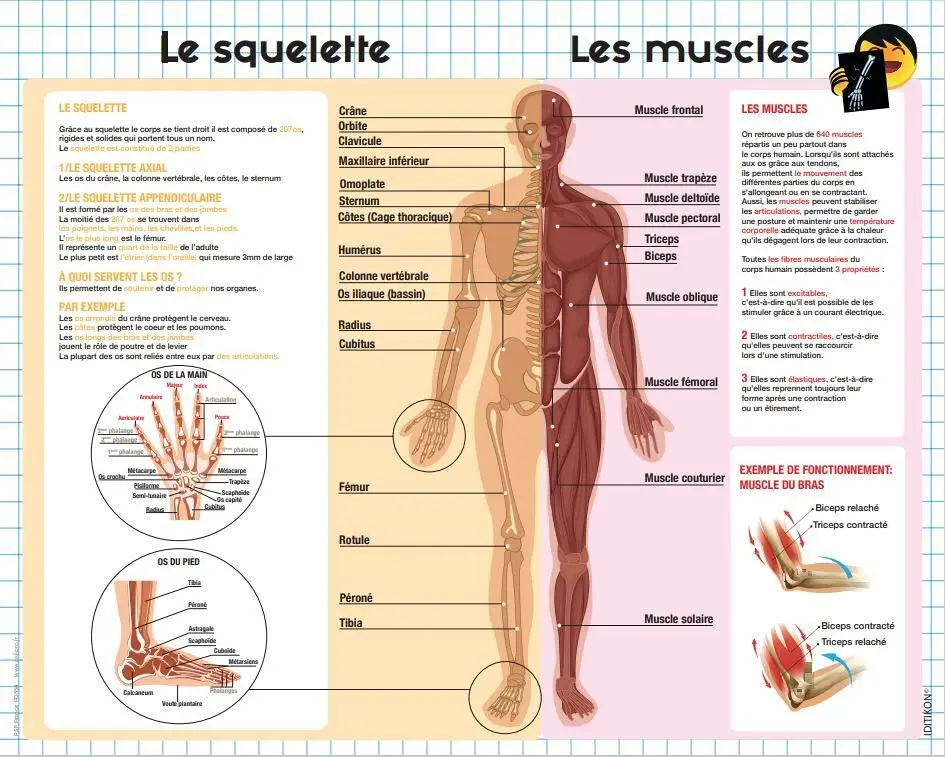 Educational laminated poster: The skeleton and the muscles (40x50cm)