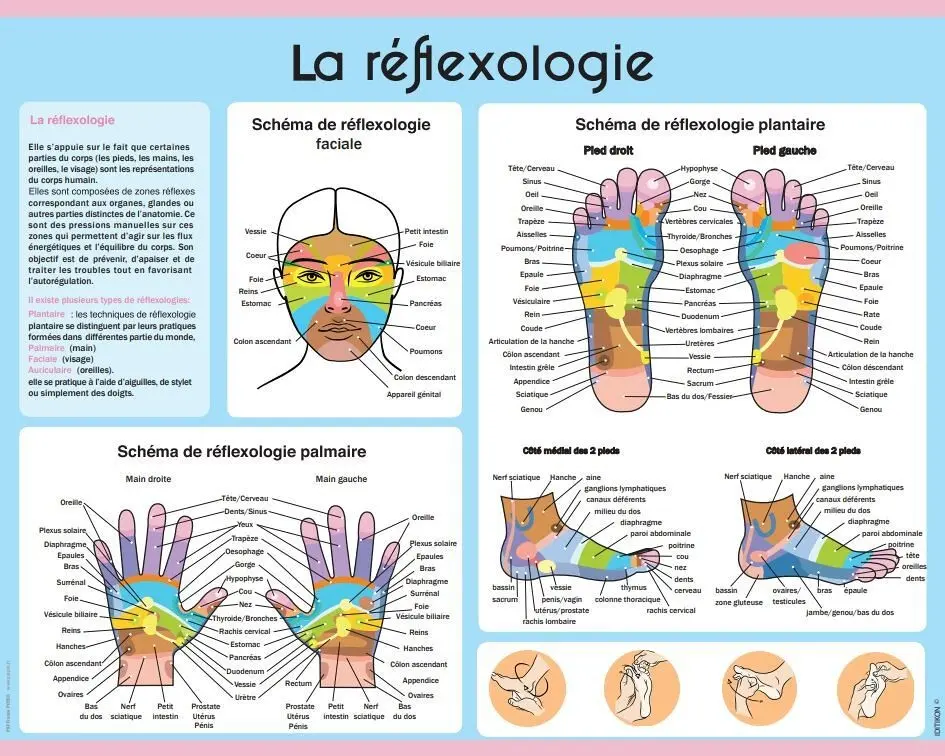 Educational laminated poster: Reflexology (40cmx50cm)