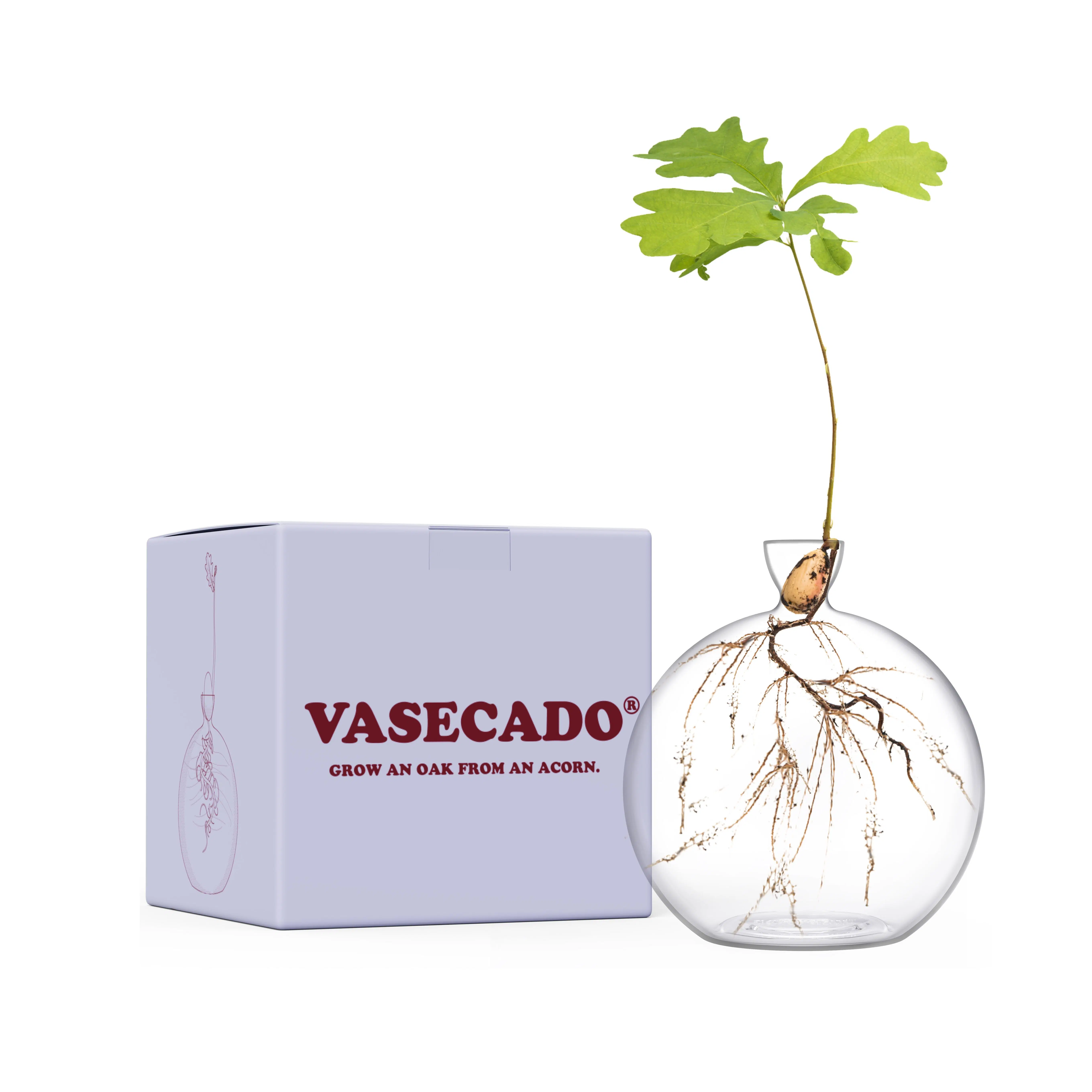 Vasecado® Vase for Acorn | Hand-Blown Clear Glass Vase for Acorns | Propagation Vase for Oak Sapling | Gifts for Plant Lovers
