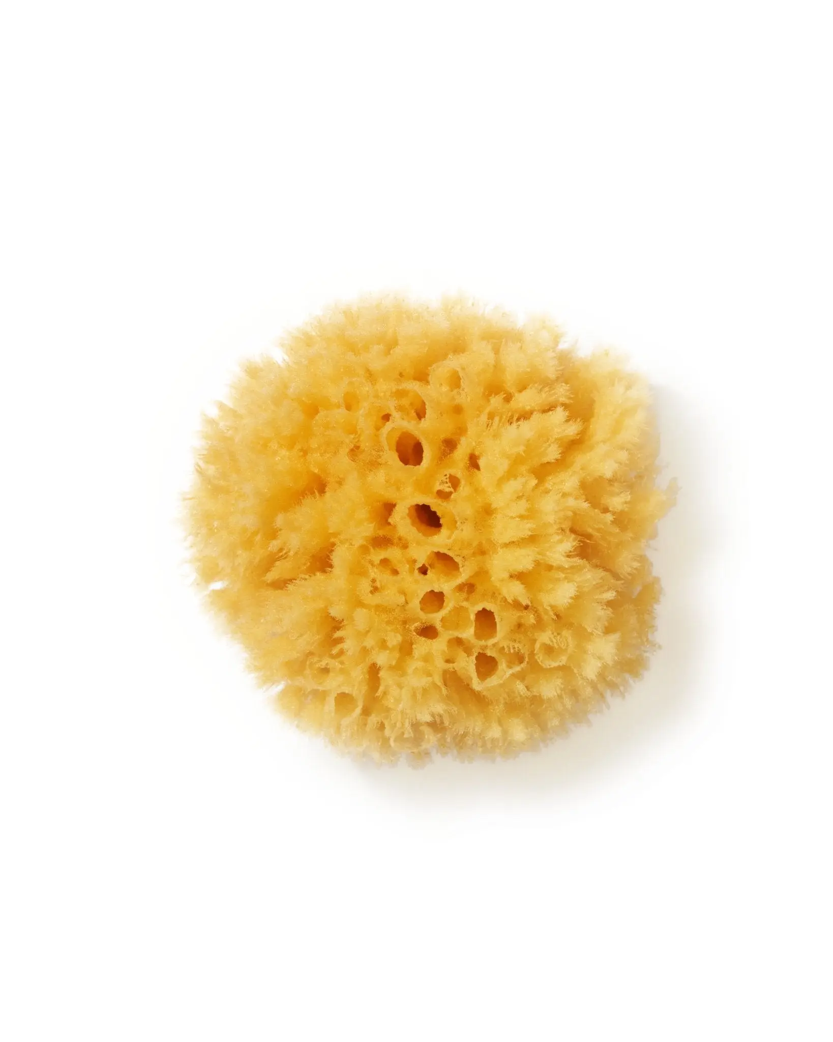 sea sponge