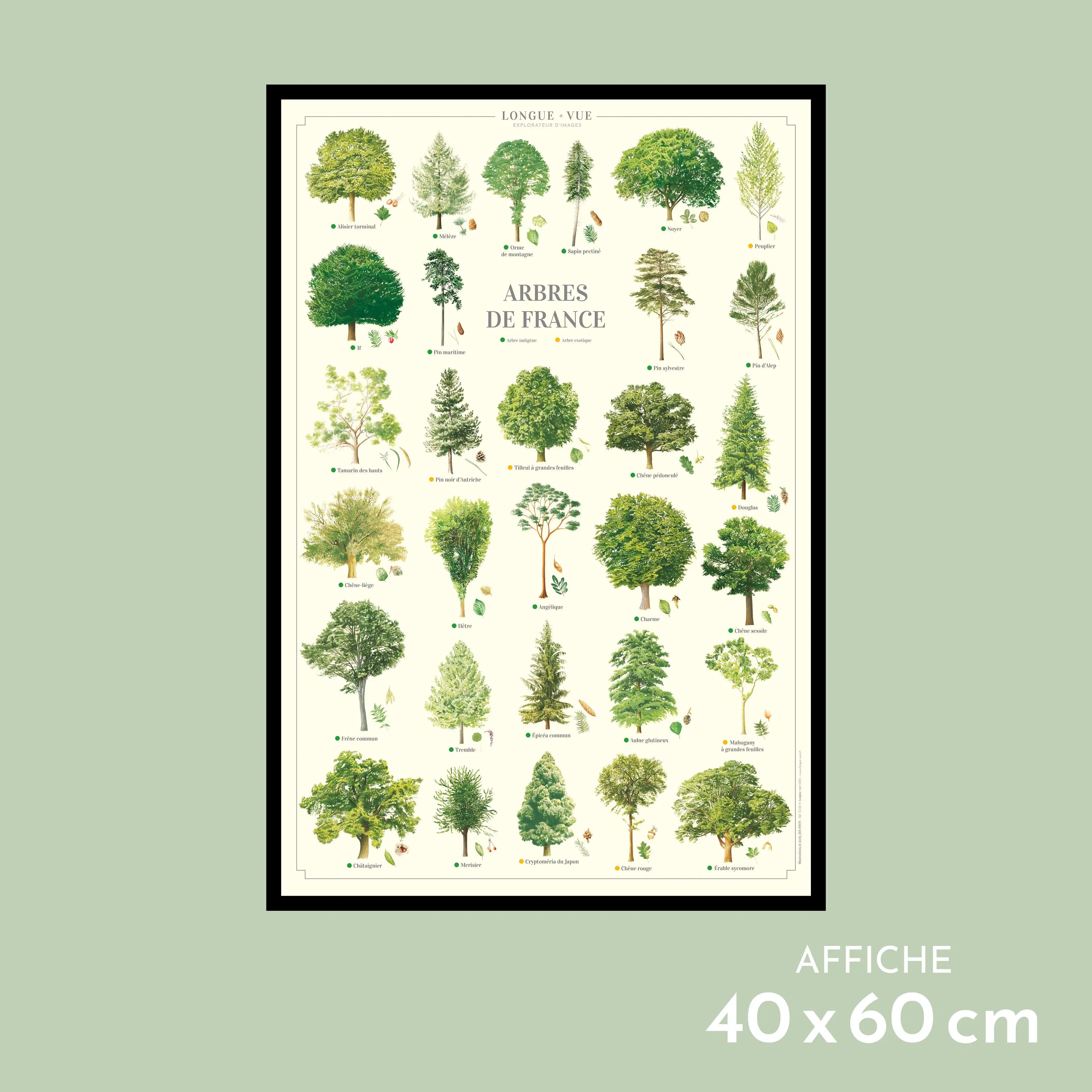 Affiche - Arbres de France - 40 x 60 cm