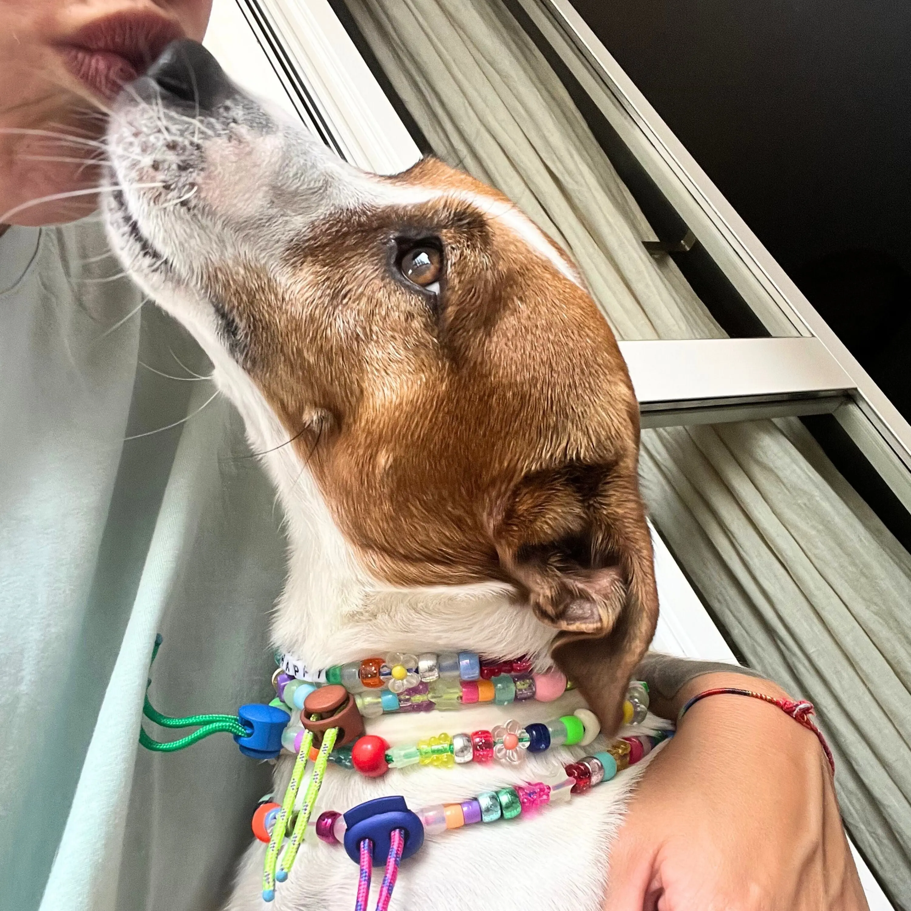 lindo collar de perro
