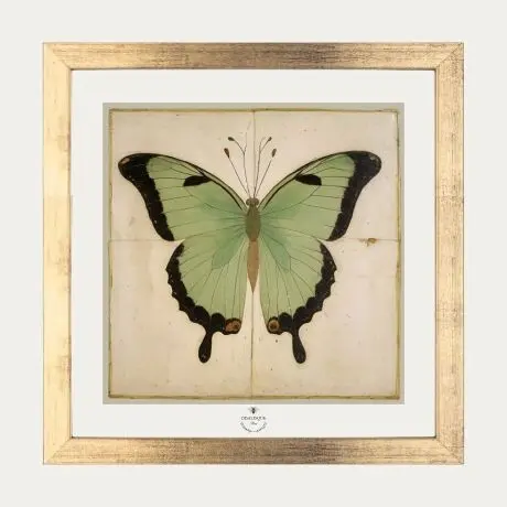 The Green Butterfly - 20x20 cm Gold Frame Pack + Illustration
