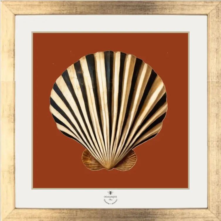Scallop shell with sienna background - 20x20 cm gold frame pack + illustration
