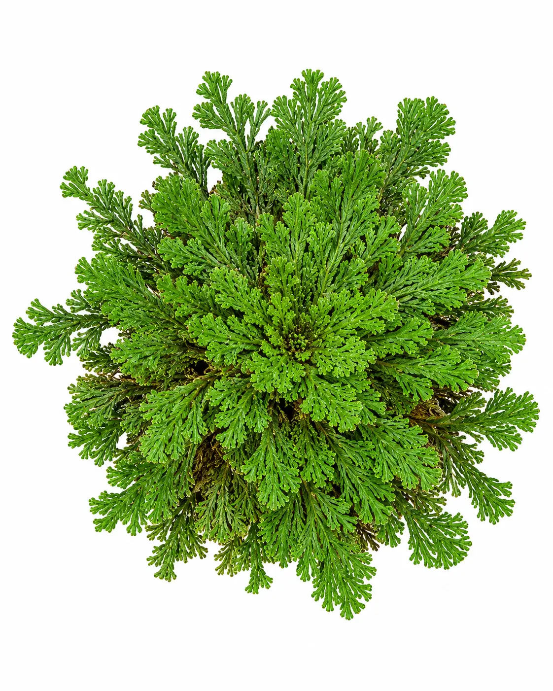 Rose of Jericho – symbolic gift – original Christmas gift idea