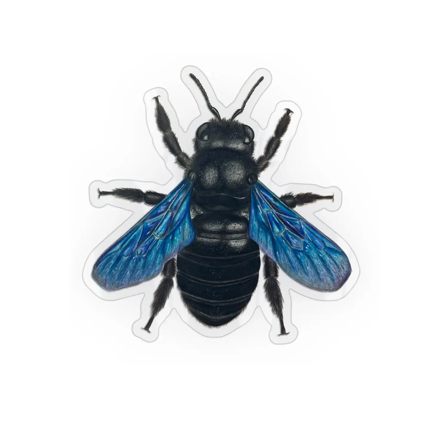Vinyl sticker blue carpenter bee