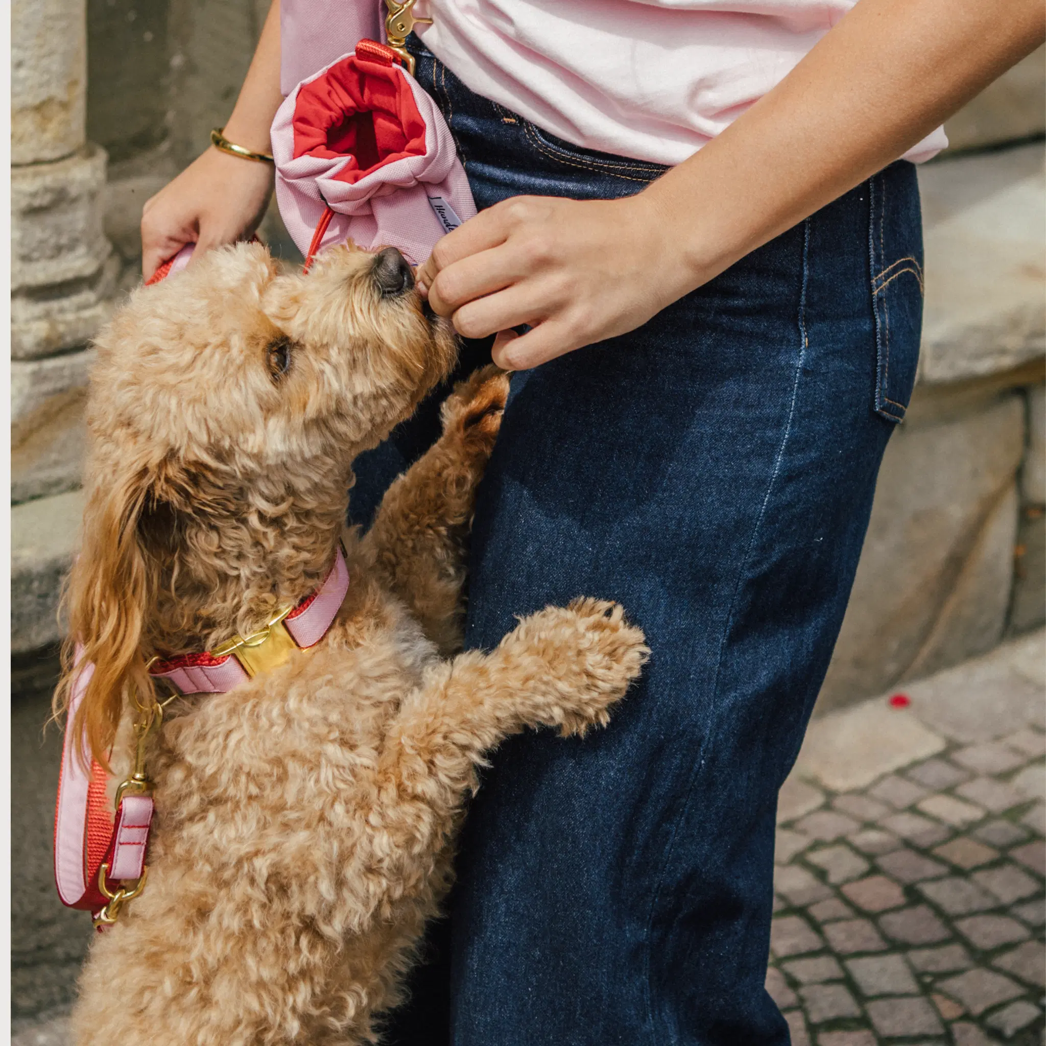 Collier pour chien Amore
