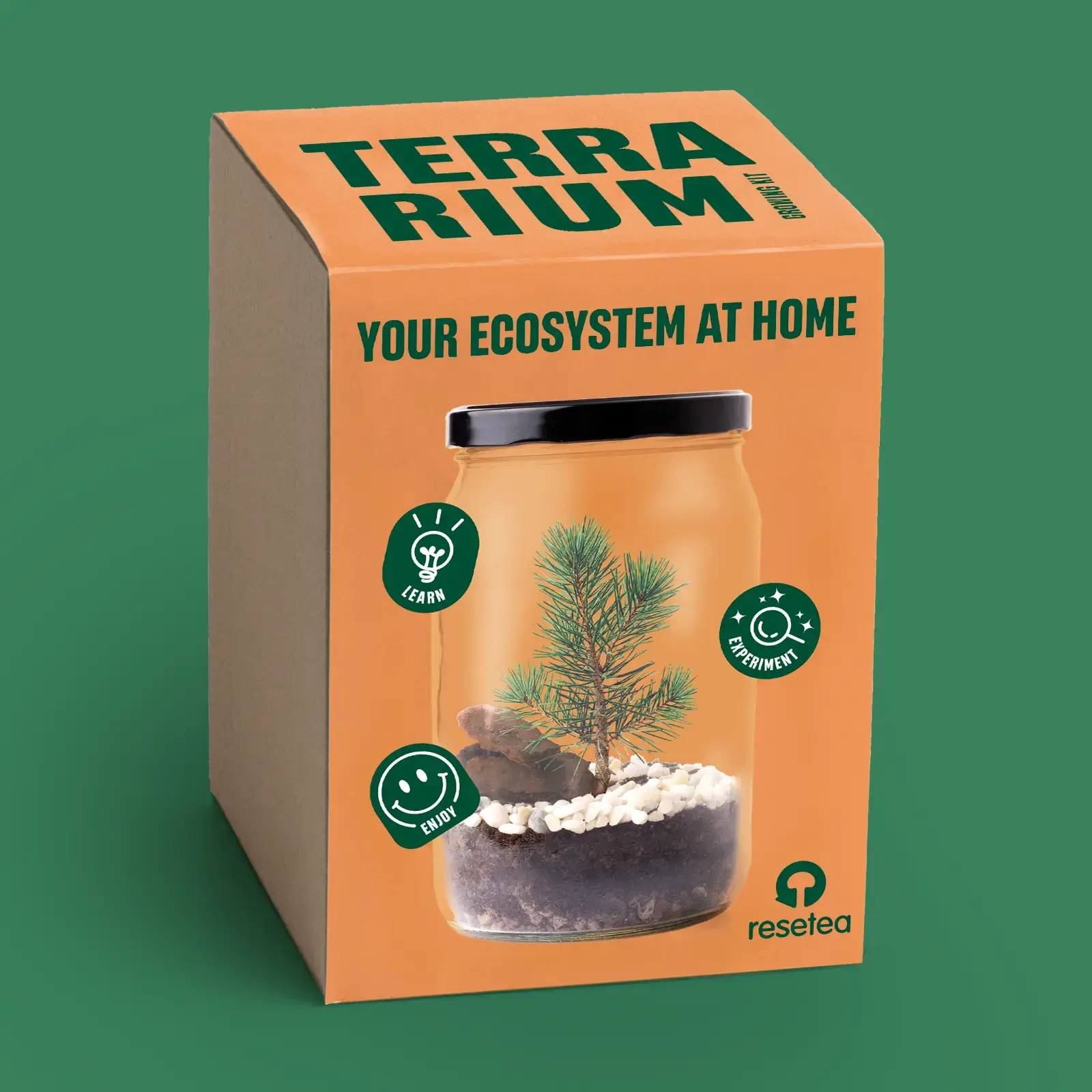 Terrarium-Set mit Kiefernholz-Motiv – Ihr eigenes Ökosystem für Zuhause