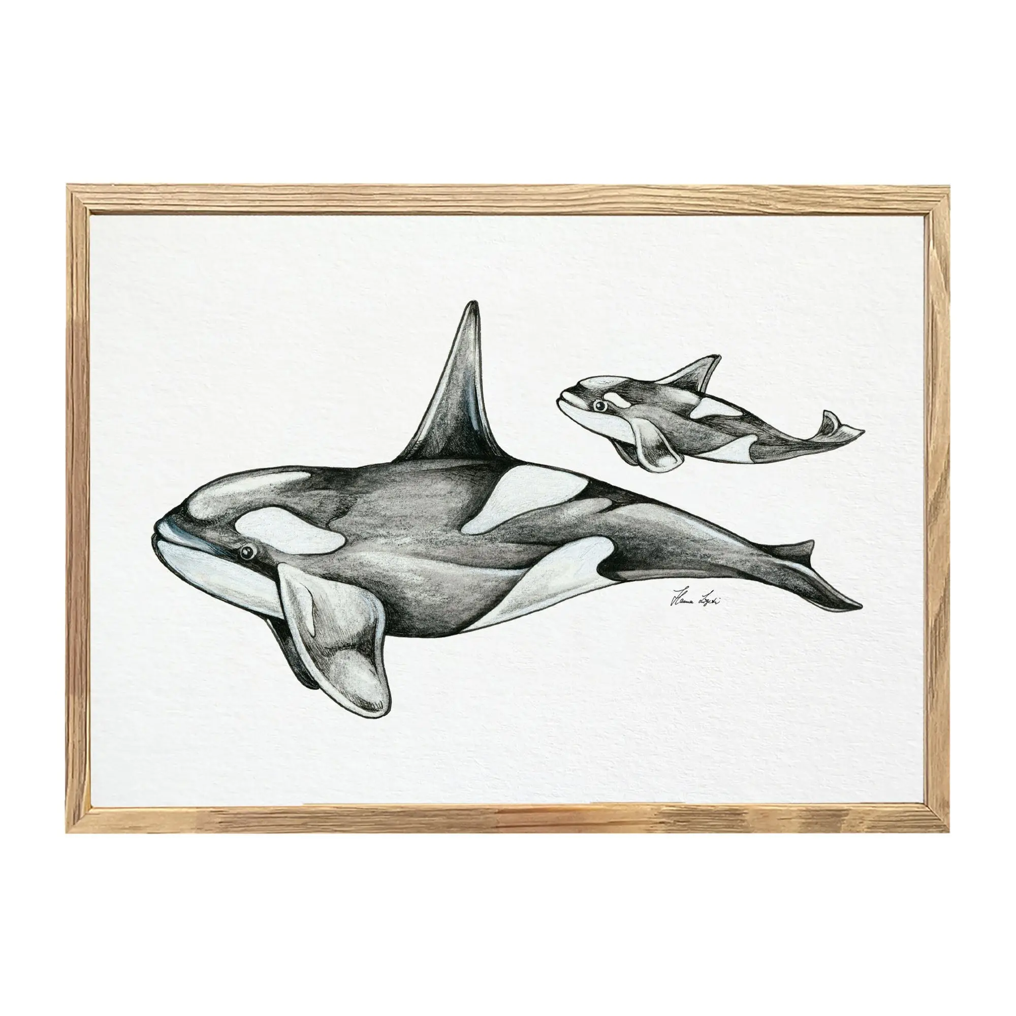 Kunstdruck - Orcas