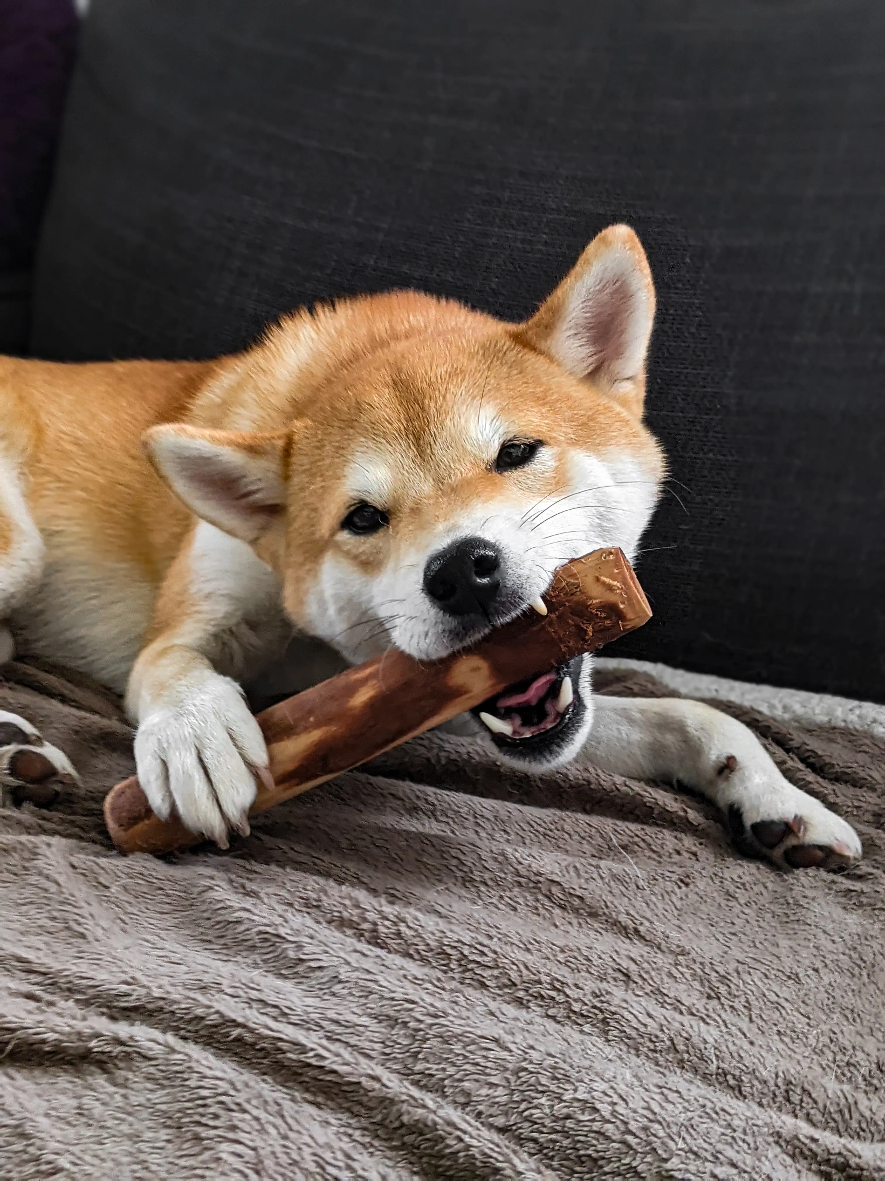 Olive wood to gnaw size M